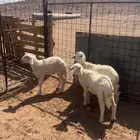 بهم البيع