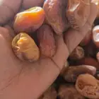 متوفر اخلاص القصيم الكميه 40طن الموقع القصيم