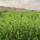 حناء ينبع النخل الجوده العالية تخفيض للكميات الكبيره