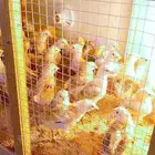 صوص دجاج بلدي هجين تركي