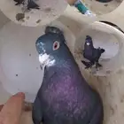 للبيع حمام