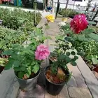 تنسيق وترتيب الحدائق وتركيب العشب الصناعي والطبيعي