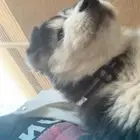 انثى جرو كلب هاسكي سيبيري بيور (Siberian Husky) غير مهجنه