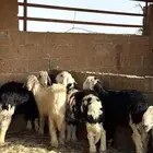 طليان نجد بيشه