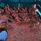 سمان بري كم ما ودكم موجود السمان بري وصحته زينه حيكم الله