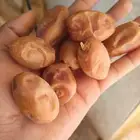 جود تمر خلاص