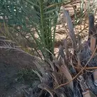 الخرعاء