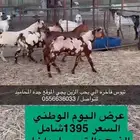 تيوس محايله ربد عرض يوم الوطني ب 1395 شامل التوصيل و الذبح