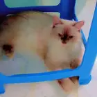 قطه هملايا أنثي
