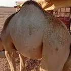 حشو حاشي لباني للبيع