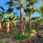 نقوم بتوريد جميع أنواع النخيل الوشنطني والعربي