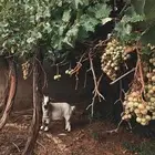 ماعز قزم تشيكي سلاله اصيله