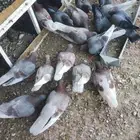 حمام صنعاني الوان جميلة