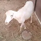نعجه للبيع