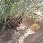 جثايث وفسايل جميع أنواع النخيل