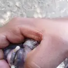 شاه منتوج
