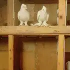 زوج حمام صنعاني ابيض