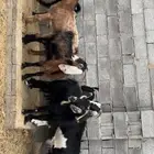 معزا عوارض