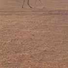 للبيع وضحاء خفوت