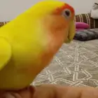 عصفور روز اليف مره ولعوب