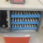 فقاسة