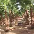 توريد جميع أنواع النخيل الوشنطني والعربي