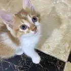 قطط للتبني برابغ