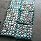 يوجد بيض بلدي مخصب فقاسه