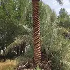 نخيل واشنطني ونخيل عربي