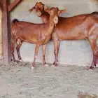 عنزين جنوبية للبيع
