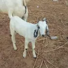 مشروع فحل بيشي العمر شهرين صورته مع الأب وصورته مع الام