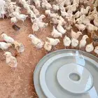 صوص دجاج بلدي للبيع