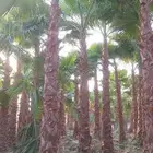 يوجد لدينا نخيل عربي وشنطونيا.امركي زينه