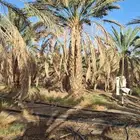 نخل عربي ونخل زينه امريكي