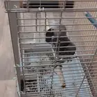 ببغاء كاسكو متكلم