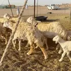 غنم حريات خالفات