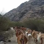 بقر مراح للبيع