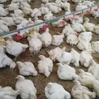 اعلان بيع دجاج لحم حي