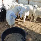 طليان حريه نظيفه شرط