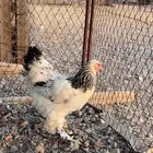 Brahma Chicken