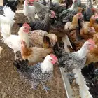 ديوك فقط فيومي شبابي وبلدي