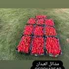 Blonde pepper seedlings