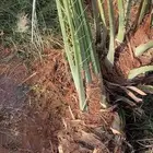 يوجد لدينا جميع انواع النخيل المثمره وجميع المقاسات المختلفة