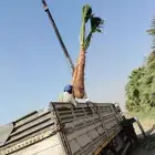 منسق حديق وتركيب جميع شبكات الري العادي والاتمتك