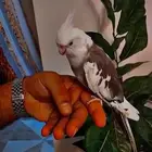 بغبغاء كروان ذكر هولندي مكتف اليف