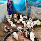 صيصان دجاج بلدي