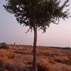 جميع انواع الاشجار اتصل نصل