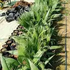 شتلات زيتون ب10 الوحده ونخل الوشنطن لايفوتكم الي يبغا بكميات