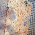 هامستر جميل ونتر وايت للبيع  بالحبه