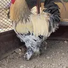 ديك براهما للبيع